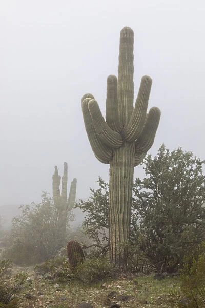 USA, Arizona, Buckeye. Saguaro cactus in fog. Credit as