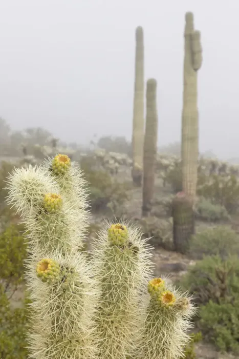 Framed Print : USA, Arizona, Buckeye. Saguaro and cholla cacti in fog. Credit as