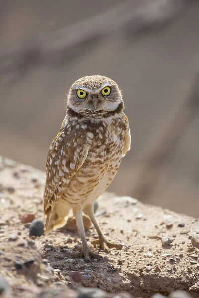 USA, Arizona. Burrowing owl close-up