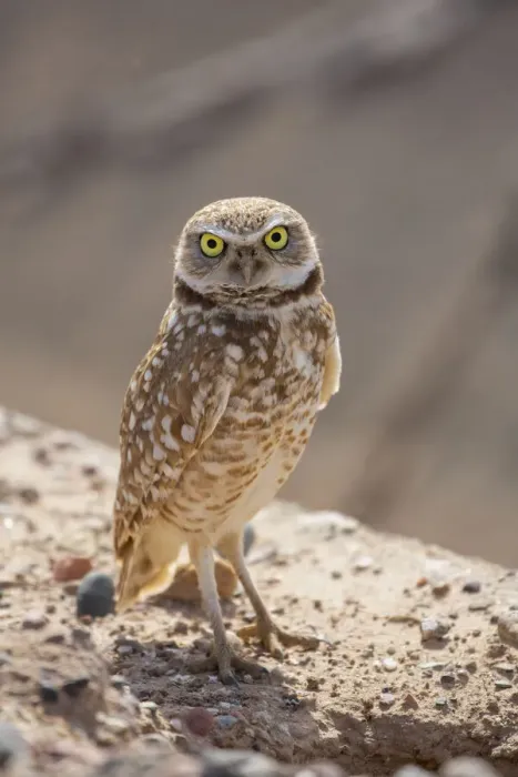 Framed Print : USA, Arizona. Burrowing owl close-up Framed Print : USA, Arizona. Burrowing owl close-up