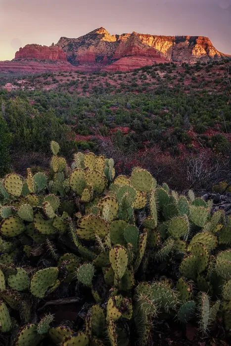 Framed Print : USA, Arizona. Cacti in desert and mountain landscape. ©Jay O'Brien / Jaynes Gallery / DanitaDelimont.com Framed Print : USA, Arizona. Cacti in desert and mountain landscape. ©Jay O'Brien / Jaynes Gallery / DanitaDelimont.com