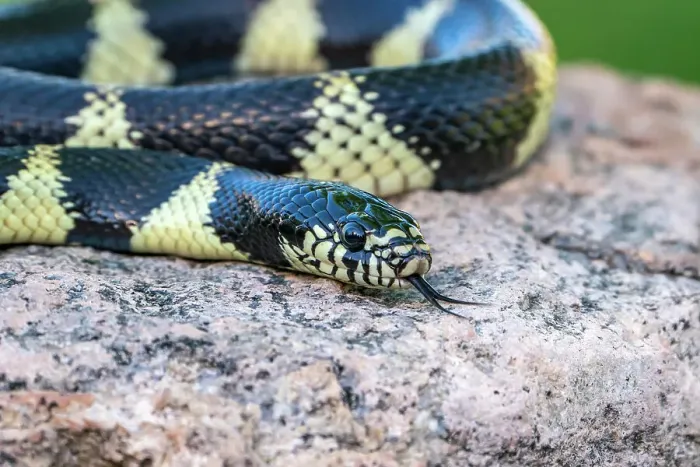 Framed Print : USA, Arizona. Captive California kingsnake close-up. ©Cathy & Gordon Illg  /  Jaynes Gallery  /  DanitaDelimont.com