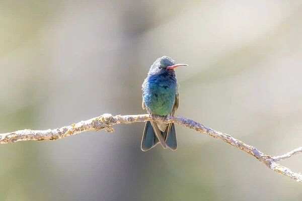 USA, Arizona, Catalina. Adult male broad-billed hummingbird on limb