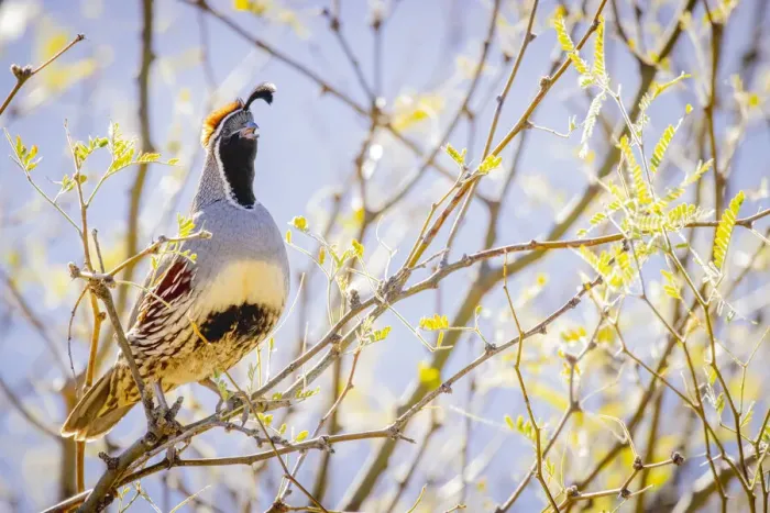 Framed Print : USA, Arizona, Catalina. Adult male Gambels quail in tree Framed Print : USA, Arizona, Catalina. Adult male Gambels quail in tree