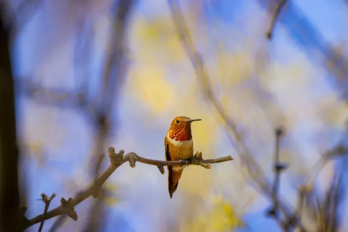Framed Print : USA, Arizona, Catalina. Adult male rufous hummingbird on limb Framed Print : USA, Arizona, Catalina. Adult male rufous hummingbird on limb
