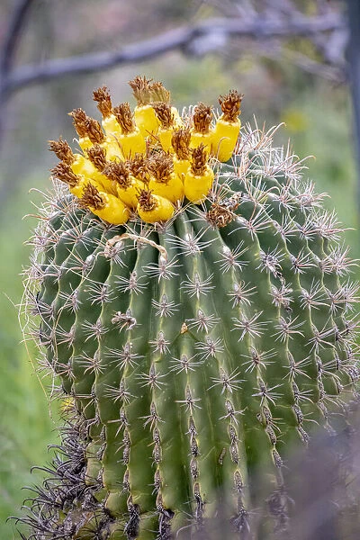 USA, Arizona, Catalina. Barrel cactus in bloom