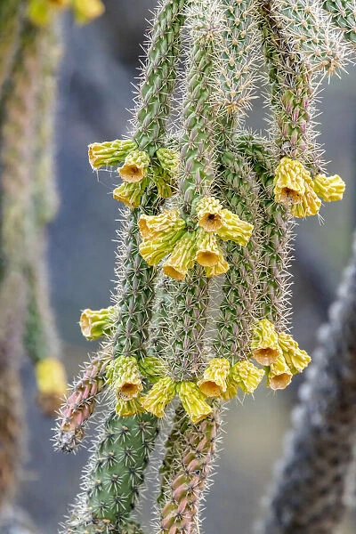 USA, Arizona, Catalina. Cholla cactus in bloom