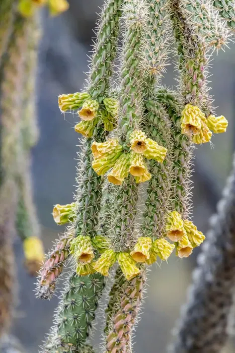 Framed Print : USA, Arizona, Catalina. Cholla cactus in bloom Framed Print : USA, Arizona, Catalina. Cholla cactus in bloom