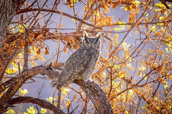 USA, Arizona, Catalina. Great-horned owl in tree
