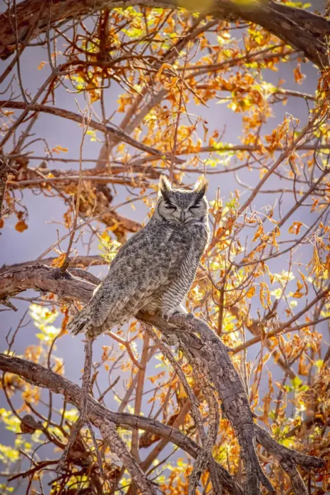 Framed Print : USA, Arizona, Catalina. Great-horned owl in tree