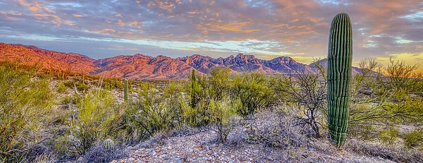 USA, Arizona, Catalina. Panoramic of sunset on desert and Catalina Mountains