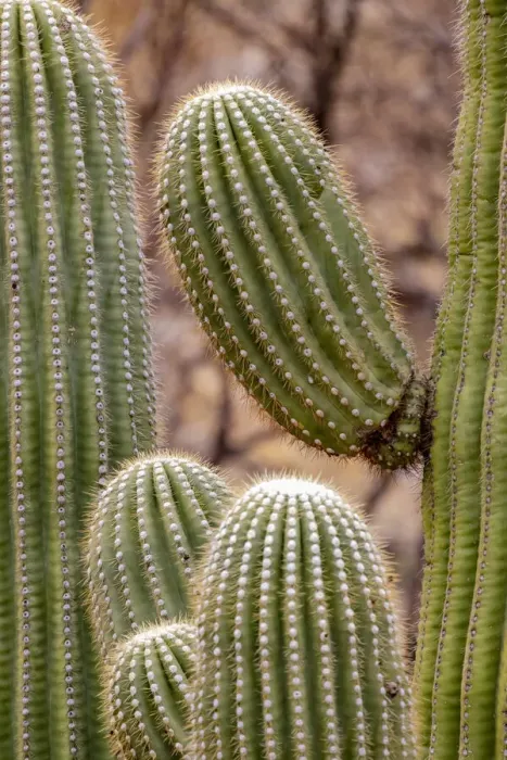 Framed Print : USA, Arizona, Catalina. Saguaro cactus close-up