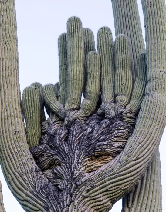 Framed Print : USA, Arizona, Catalina State Park, saguaro cactus, Carnegiea gigantea