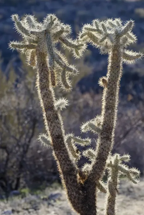 Framed Print : USA, Arizona, Catalina State Park, jumping cholla, Cylindropuntia fulgida