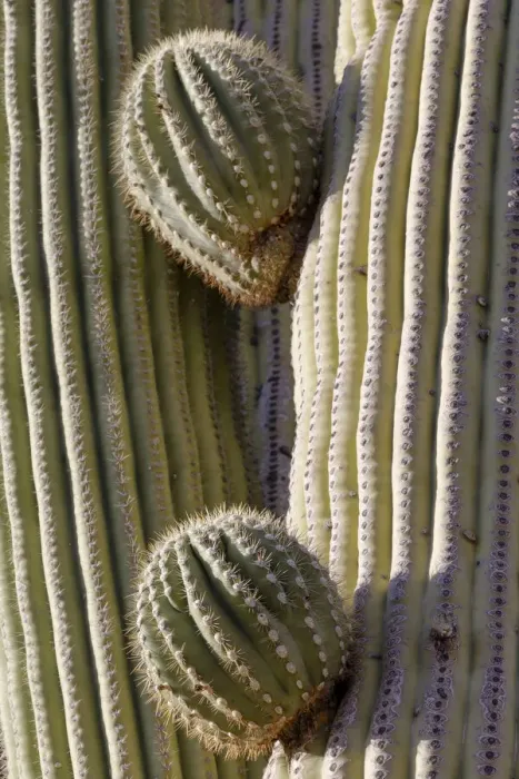 Framed Print : USA, Arizona, Catalina State Park, saguaro cactus, Carnegiea gigantea Framed Print : USA, Arizona, Catalina State Park, saguaro cactus, Carnegiea gigantea