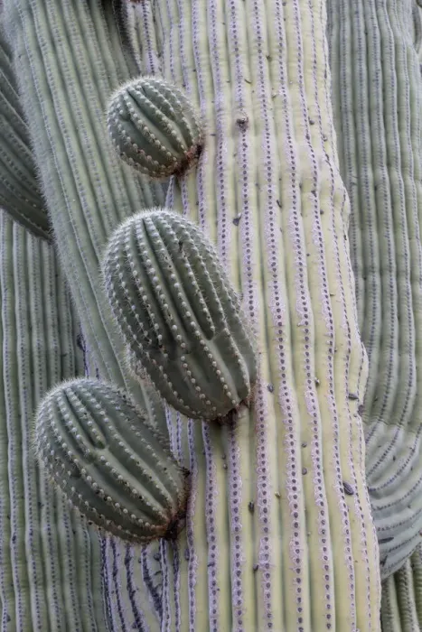 Framed Print : USA, Arizona, Catalina State Park, saguaro cactus, Carnegiea gigantea