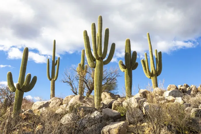 Framed Print : USA, Arizona, Catalina State Park, saguaro cactus, Carnegiea gigantea Framed Print : USA, Arizona, Catalina State Park, saguaro cactus, Carnegiea gigantea