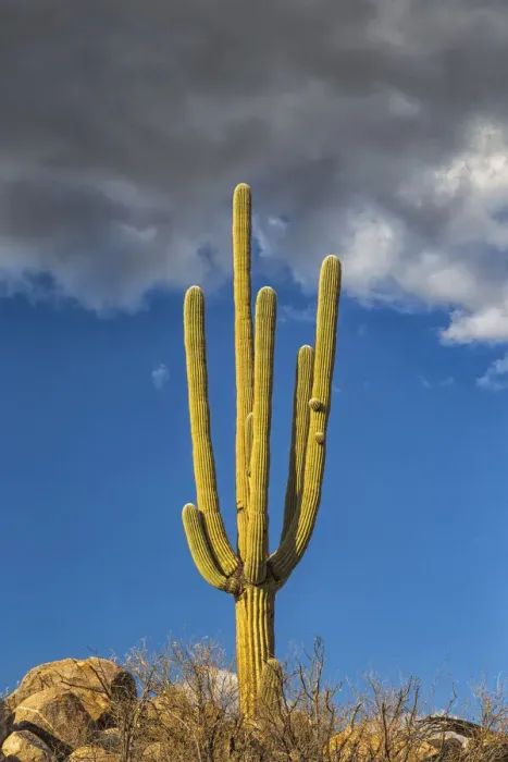 Framed Print : USA, Arizona, Catalina State Park, saguaro cactus, Carnegiea gigantea