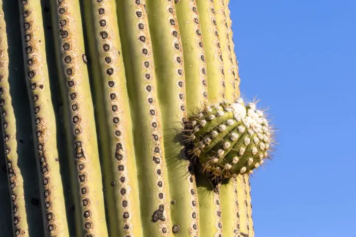 Framed Print : USA, Arizona, Catalina State Park, saguaro cactus, Carnegiea gigantea