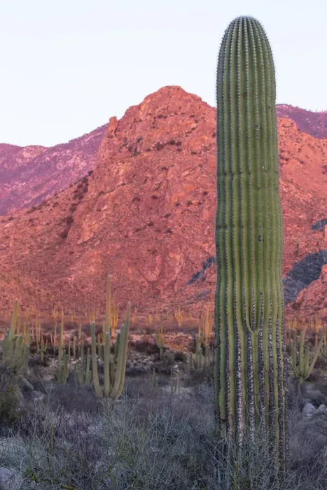 Framed Print : USA, Arizona, Catalina State Park, saguaro cactus, Carnegiea gigantea