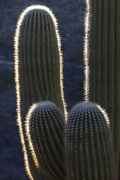 USA, Arizona, Catalina State Park, saguaro cactus, Carnegiea gigantea