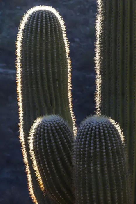 Framed Print : USA, Arizona, Catalina State Park, saguaro cactus, Carnegiea gigantea
