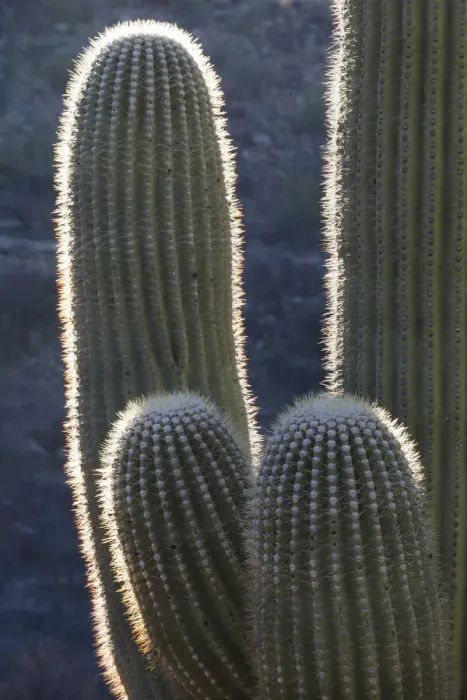 Framed Print : USA, Arizona, Catalina State Park, saguaro cactus, Carnegiea gigantea