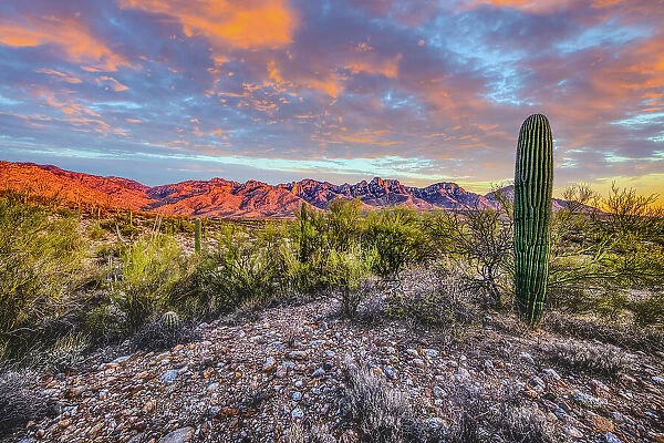 USA, Arizona, Catalina State Park. Sunset landscape with Catalina Mountains and desert