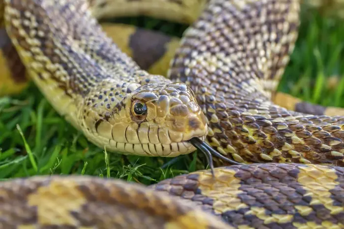 Framed Print : USA, Arizona. Close-up of captive gopher snake. ©Cathy & Gordon Illg  /  Jaynes Gallery  /  DanitaDelimont.com
