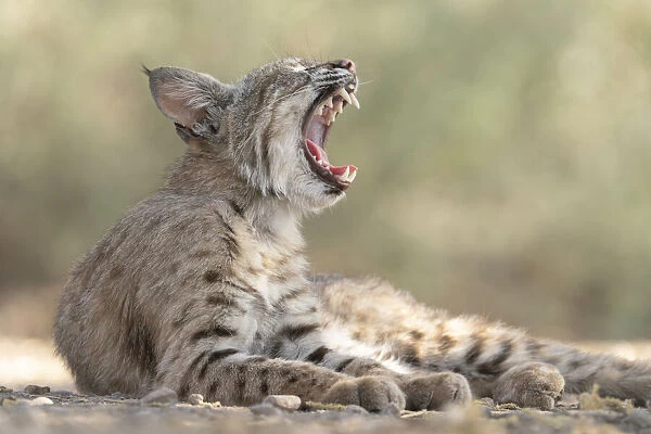 USA, Arizona. Close-up of female bobcat yawning. A female Bobcat relaxes in a riparian zone in southern Arizona