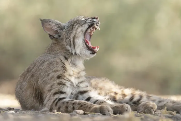 Framed Print : USA, Arizona. Close-up of female bobcat yawning. A female Bobcat relaxes in a riparian zone in southern Arizona Framed Print : USA, Arizona. Close-up of female bobcat yawning. A female Bobcat relaxes in a riparian zone in southern Arizona