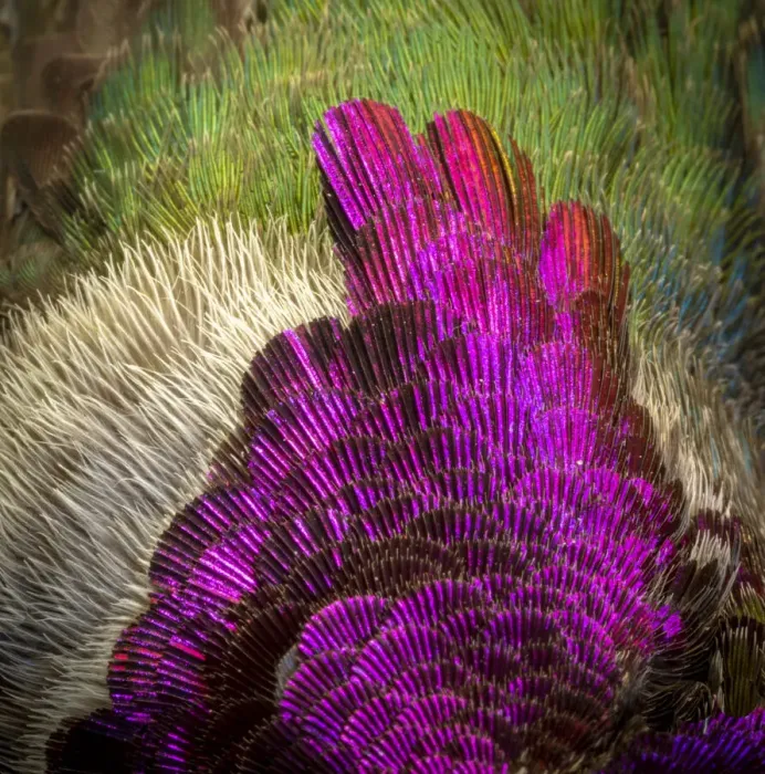 Framed Print : USA, Arizona. Close-up of hummingbird feather pattern. Credit as