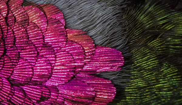 USA, Arizona. Close-up of hummingbird feathers