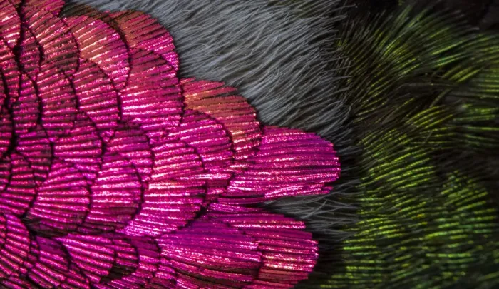 Framed Print : USA, Arizona. Close-up of hummingbird feathers