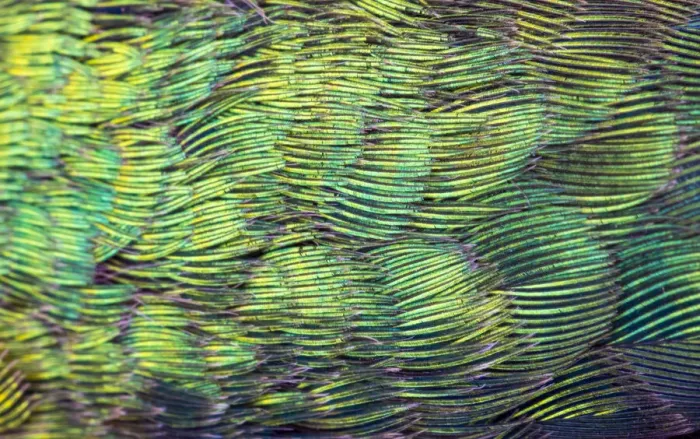 Framed Print : USA, Arizona. Close-up of hummingbird feathers Framed Print : USA, Arizona. Close-up of hummingbird feathers