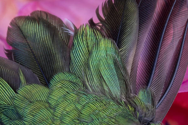 USA, Arizona. Close-up of hummingbird feathers