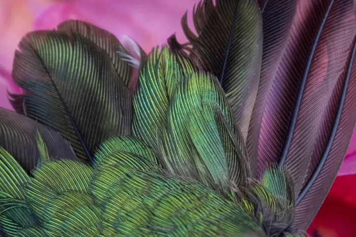 Framed Print : USA, Arizona. Close-up of hummingbird feathers Framed Print : USA, Arizona. Close-up of hummingbird feathers