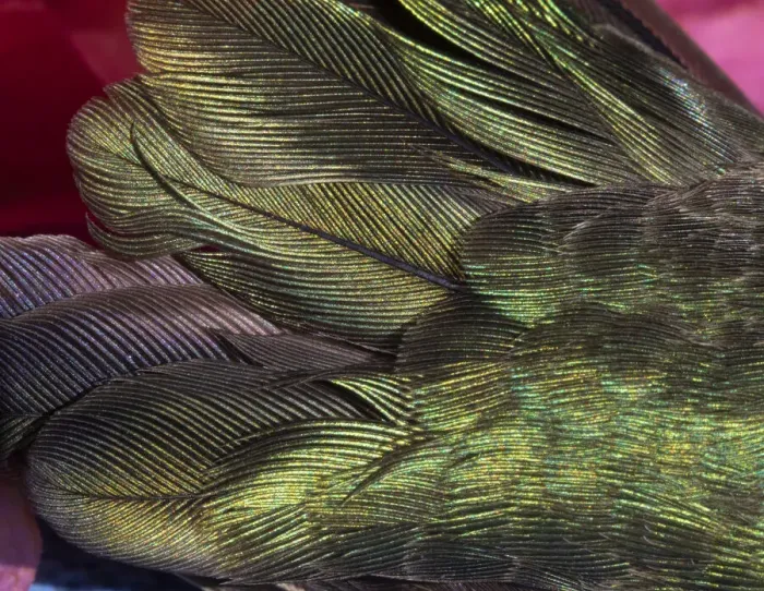 Framed Print : USA, Arizona. Close-up of hummingbird feathers Framed Print : USA, Arizona. Close-up of hummingbird feathers