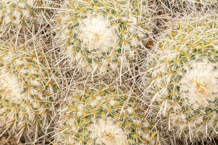 Framed Print : USA, Arizona. Close-up of mammillaria cacti. ©Cathy & Gordon Illg / Jaynes Gallery / DanitaDelimont.com Framed Print : USA, Arizona. Close-up of mammillaria cacti. ©Cathy & Gordon Illg / Jaynes Gallery / DanitaDelimont.com