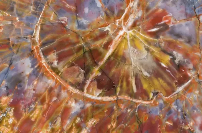 Framed Print : USA, Arizona. Close-up of petrified wood. Credit as: Dennis Kirkland / Jaynes Gallery Framed Print : USA, Arizona. Close-up of petrified wood. Credit as: Dennis Kirkland / Jaynes Gallery