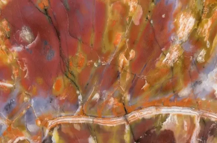 Framed Print : USA, Arizona. Close-up of petrified wood Framed Print : USA, Arizona. Close-up of petrified wood