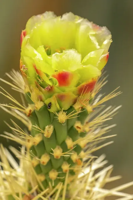 Framed Print : USA, Arizona. Close-up of prickly pear cactus blossom. ©Cathy & Gordon Illg  /  Jaynes Gallery  /  DanitaDelimont.com