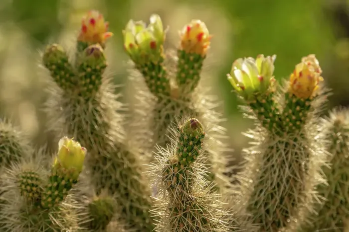 Framed Print : USA, Arizona. Close-up of prickly pear cactus blossoms. ©Cathy & Gordon Illg / Jaynes Gallery / DanitaDelimont.com Framed Print : USA, Arizona. Close-up of prickly pear cactus blossoms. ©Cathy & Gordon Illg / Jaynes Gallery / DanitaDelimont.com