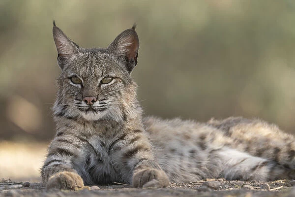 USA, Arizona. Close-up of resting female bobcat