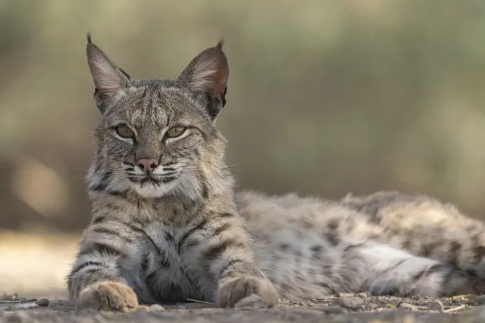 Framed Print : USA, Arizona. Close-up of resting female bobcat Framed Print : USA, Arizona. Close-up of resting female bobcat