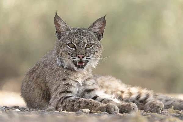 USA, Arizona. Close-up of resting female bobcat