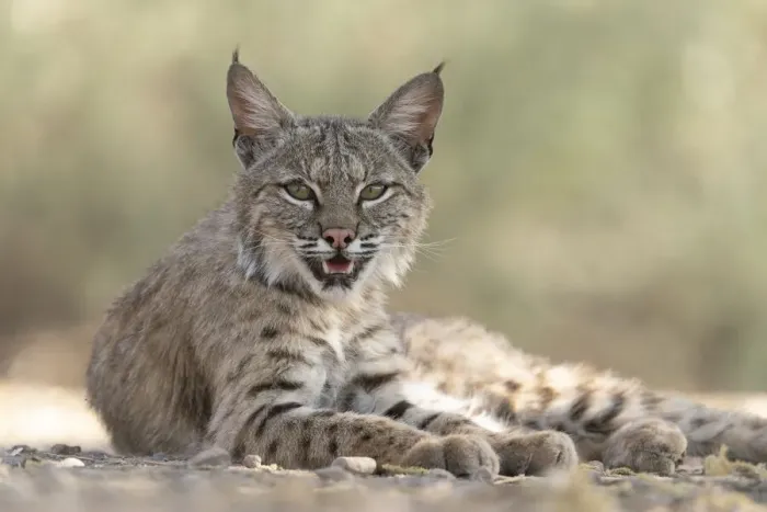Framed Print : USA, Arizona. Close-up of resting female bobcat Framed Print : USA, Arizona. Close-up of resting female bobcat