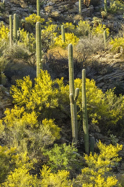 USA, Arizona, Coronado National Forest. Saguaro cactus and blooming palo verde trees