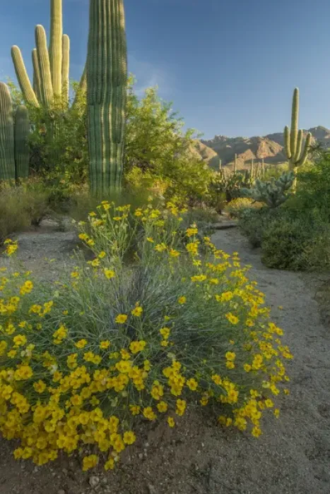 Framed Print : USA, Arizona, Coronado National Forest. Scenic of saguaros and paper flowers. Credit as Framed Print : USA, Arizona, Coronado National Forest. Scenic of saguaros and paper flowers. Credit as