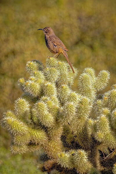 USA, Arizona, Cottonwood, Fort McDowell State Park. Curve-billed thrasher on cactus